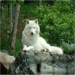 arctic wolf