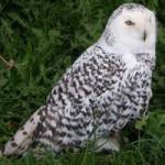 Snowy Owl facts | Trivia Champ Blog